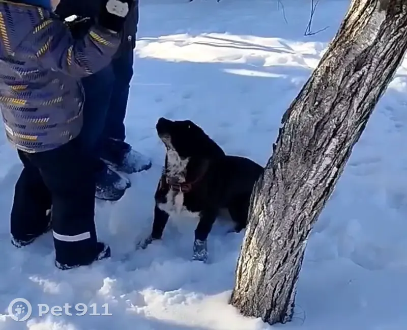 Пропал собака, Прибрежная улица, Павловск - черный с белым воротником - photo