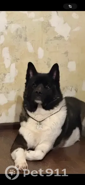 Пропал собака, улица Тургенева, 10, Чебоксары - американская акита с красным ошейником - photo