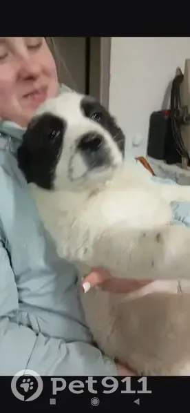 Пропала собака, девочка, Алуштинская улица, Новосибирск - щенок алабая, украли со двора - photo