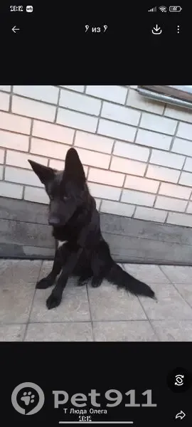 Пропала собака, Луки, Воронежская область - немецкая овчарка, серая - photo