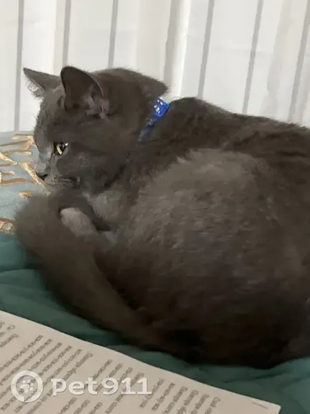 Пропал кот, Целина, Ростовская область - британская порода, серый - photo