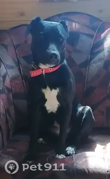 Пропала собака, улица Онохина, Дятьково - гладкошёрстная, чёрная с белой грудкой - photo