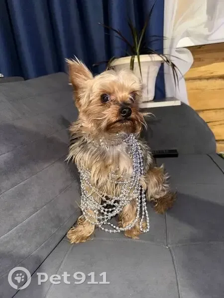 Пропал собака, Чита, Забайкальский край - дружелюбный, но с характером - photo