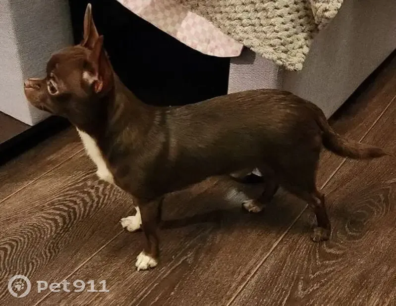 Пропал собака, Сызрань, район заводской - чихуахуа шоколадного окраса - photo