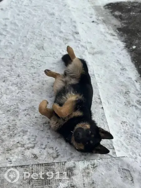 Пропал собака, 6-й Нагорный проезд, 71, Саратов - чепрачный окрас, черная морда - photo