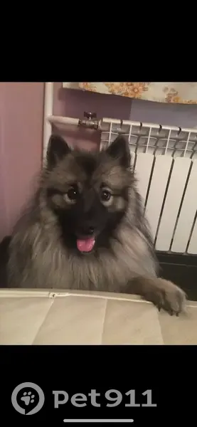 Пропал собака, Широкая улица, 33/1, Новосибирск - волчий шпиц с ошейником - photo