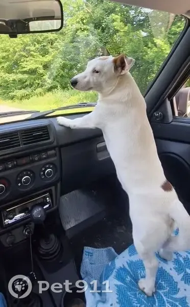 Пропал собака, улица Ленина, Туапсе - джек-рассел по кличке Рокки - photo