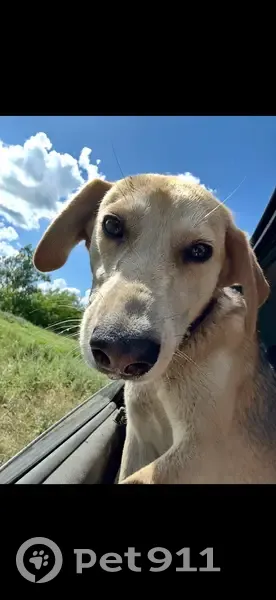 Пропала собака, 1-й Некрасовский переулок, 92, городской округ Рассказово - photo
