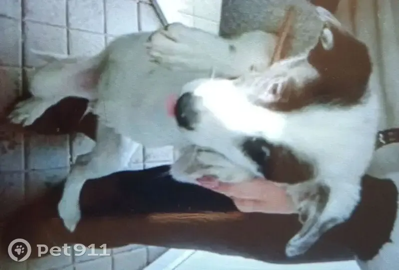 Пропал собака, улица Горького, Ангарск - белый с чёрной маской на лице - photo