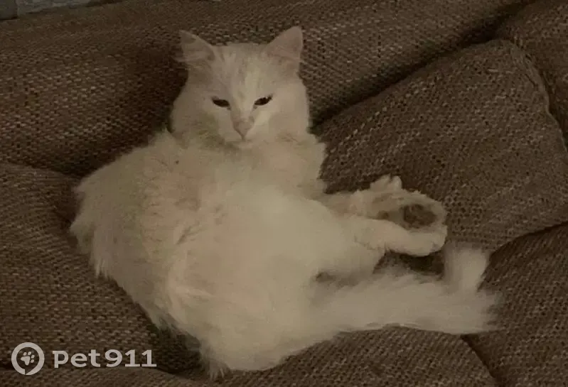 Пропал кот, улица Тургенева, Белорецк - белый пушистый с залысиной на лапе - photo