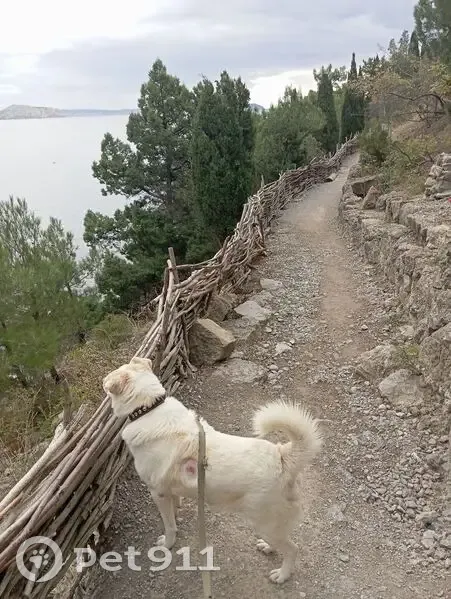 Пропал собака, мужской, сельское поселение Деревня Кривское, Новомихайловское - белый с рыжей опалиной - photo