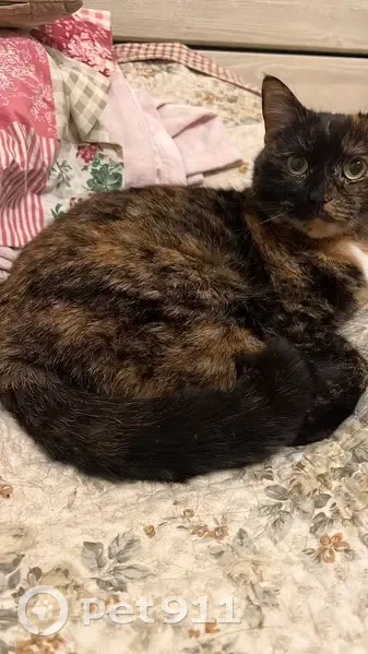 Пропала кошка, Советская улица, Северская - трёхцветная с зелеными глазами - photo