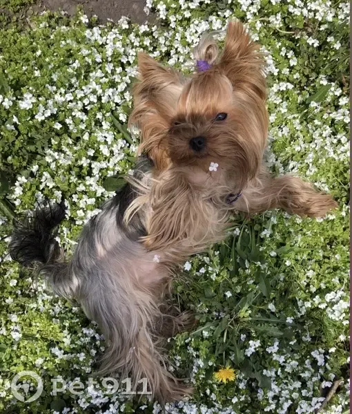 Пропал йорк, улица Циолковского, 57, Новокузнецк - 8 лет, без хвостика - photo