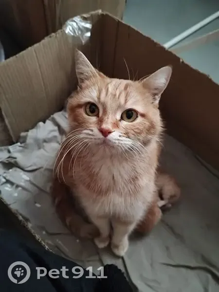 Пропала кошка, улица Хользунова, 88, Волгоград - белые щёчки и полоски на шерсти - photo