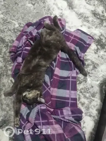 Пропала кошка, улица Калинина, 47, Успенское - серая с бело-рыжими пятнами - photo