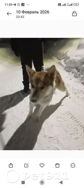 Пропала собака, Чебоксары, Чувашия - светло рыжего цвета, добрый - photo