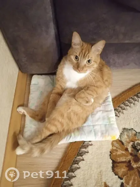 Пропал кот, Советская улица, 7, Тутаев - рыжий с белой грудкой и лапками - photo