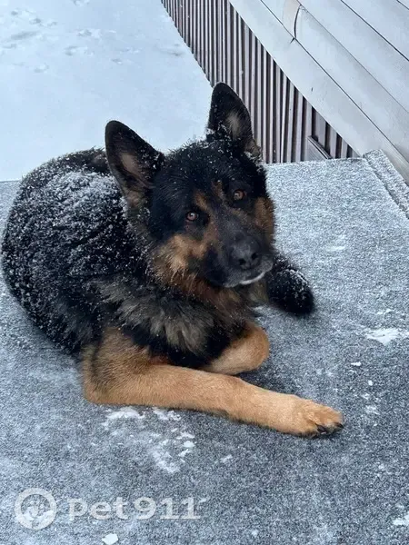 Пропал собака, Кедровская улица, 8, Мыски - чепрачный больше черного - photo