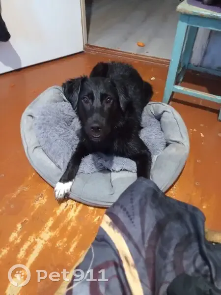 Пропала собака, Петрозаводск, Карелия - сбежала с машины - photo