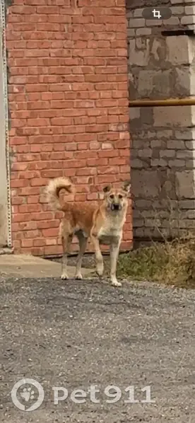 Пропал собака, Молодёжная улица, 30, Камызяк - светло рыжий окрас, хвост закручен - photo