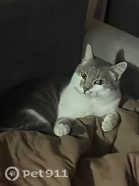 Пропал кот, улица Демиденко, 81, Черкесск - ласковый серо-белый - photo