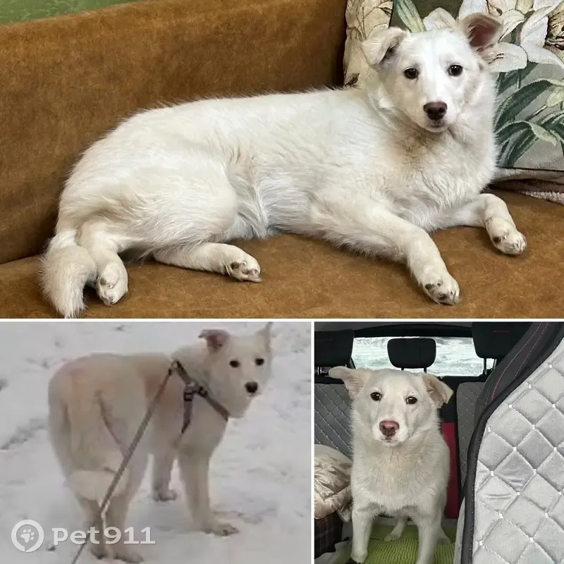 Пропала собака, Новокузнецк - белая, передняя лапка прооперирована - photo