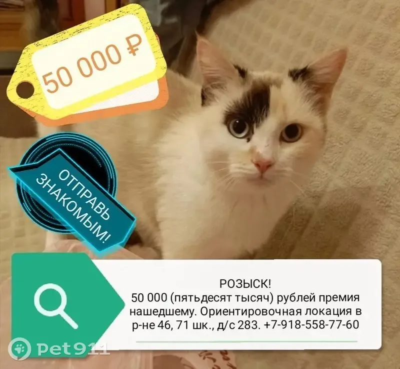 Пропала кошка, улица Тимошенко, 16 к1, Ростов-на-Дону - выпала с балкона 5 этажа - photo