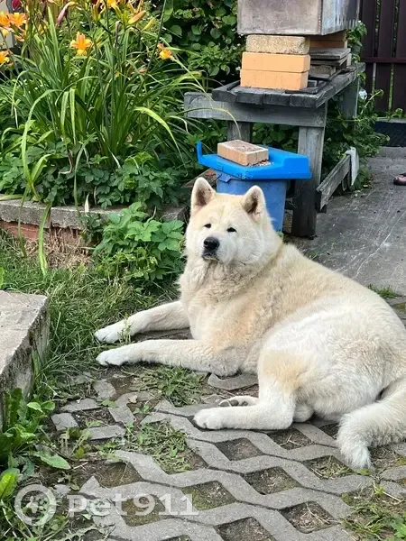 Пропал собака, Большая улица, Сертоловское городское поселение - акита-ину, бело-рыжий окрас - photo