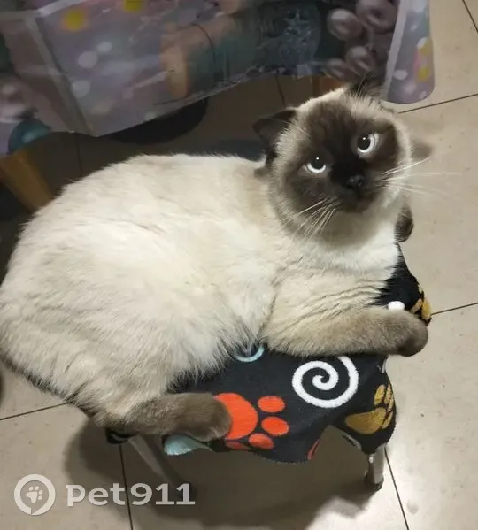 Пропал кот, Образцово, Орловская область - голубые глаза, чёрная мордочка - photo