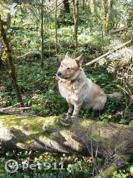 Пропал собака, район Троицк, Москва - живет с нами 10 лет - photo