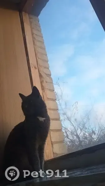 Пропал кот, Московская улица, 1, Жуковский - серый с белыми носочками - photo