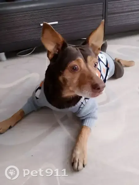 Пропал собака, Ново-искинская улица, 18, Искино - коричневый с рыжими пятнами - photo