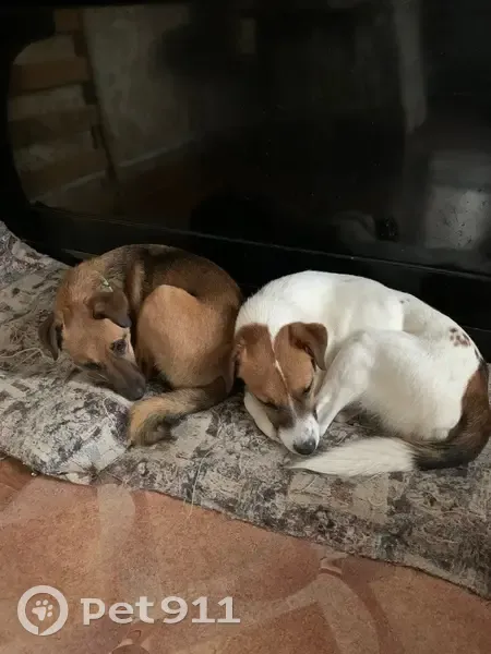 Пропала собака, улица Севастьяновский съезд, 29, Воронеж - гладкошёрстная, белая с пятнами - photo