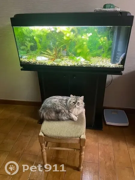 Пропала кошка, Варна — серый окрас, пушистая шерсть - photo