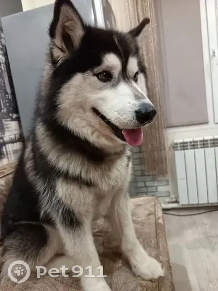 Пропал собака, Бельмесёво, Алтайский край - чёрно-белый хаски - photo