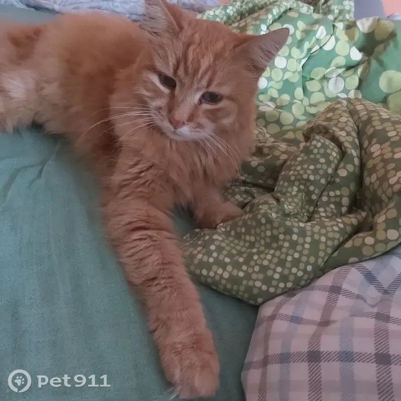 Пропал кот, Пушкинский проспект, Голицыно - старенький, плохо слышит - photo