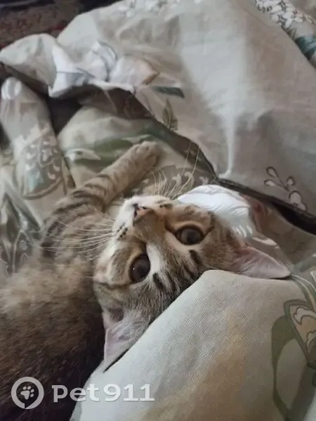 Пропала кошка, Приволжский, Саратовская область - трёхцветная с буквой 'М' на лбу - photo