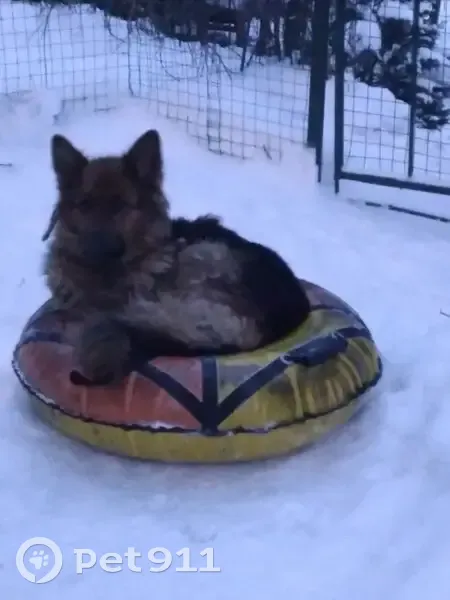 Пропала собака, Московская улица, 1 к1, Королёв - трёхцветная немецкая овчарка - photo