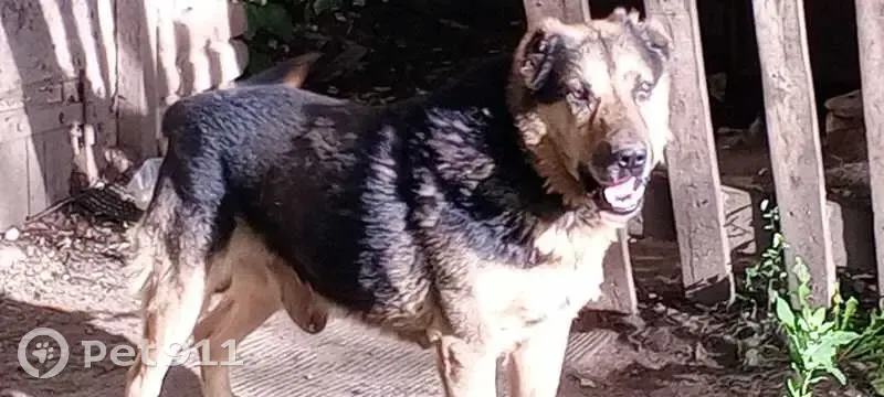 Пропал собака, улица Маяковского, 1А, Щёлково - светло-бежевый окрас - photo