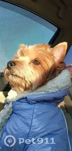 Пропала собака, женский пол, Абаканская улица, 51Д, Минусинск - йорк в синем комбинезоне - photo