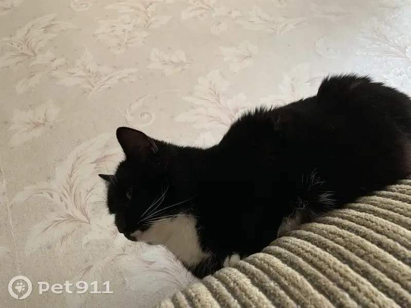 Пропал кот, улица Водников, 10, Астрахань - чёрный с белой грудью - photo