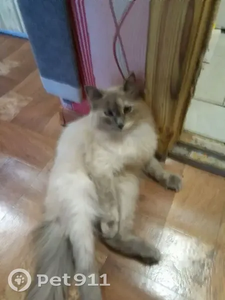 Пропала кошка, Авиационная улица, 49, Красный Кут - белая пушистая с чёрным хвостом - photo