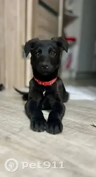 Пропала собака, женский пол, 85, Ангарск - армейский ошейник - photo