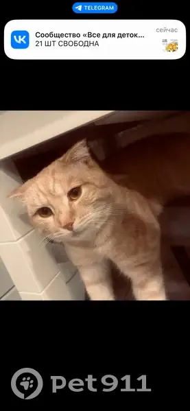 Найдена кошка, Арзамас, Нижегородская область - персиковый окрас, рыжие глаза - photo