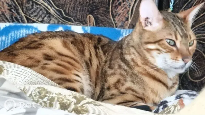 Пропал кот, Мирово, Новгородская область - порода бегал, кастрирован - photo