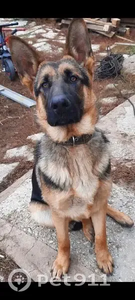 Пропал собака, мужской, 18-я Линия, Весенний сельсовет - коричневые чёрные, мордочка чернинкая - photo