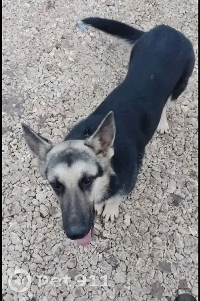 Пропала собака, Западная улица, 7, Боголюбово - молодая овчарка - photo