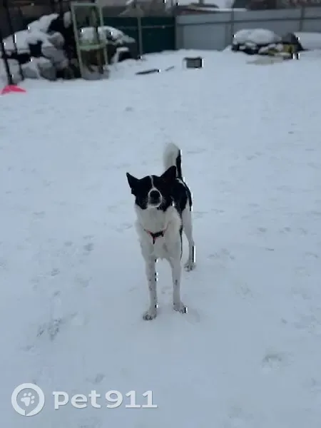 Пропала собака, Жемчужная улица, 61, Барнаул - девочка, 1 год, средняя - photo