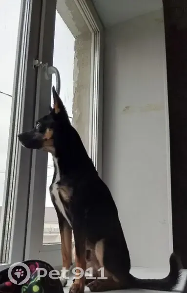 Пропал собака, мужской, Лазурная улица, 13, Мариинский - photo