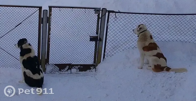 Пропал собака, Бакряж, Свердловская область - метис алабая, белый с коричневыми пятнами - photo